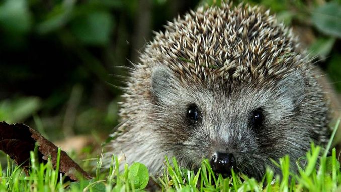 igel
