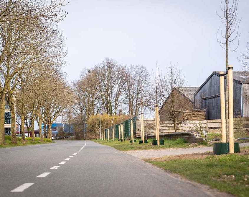 21 junge Linden stehen nun entlang des Brückendeichs / Anholtsewegs. © Stadt Bocholt