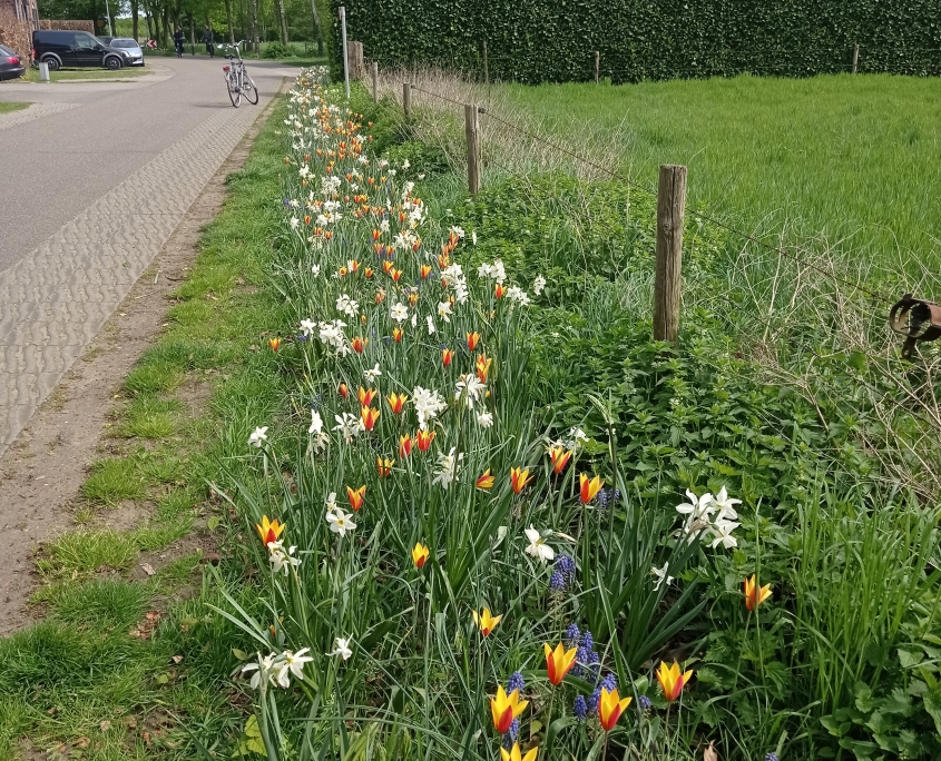 Blühende Grenze Keupenstraat Frühjahr 2024, J. Hoven